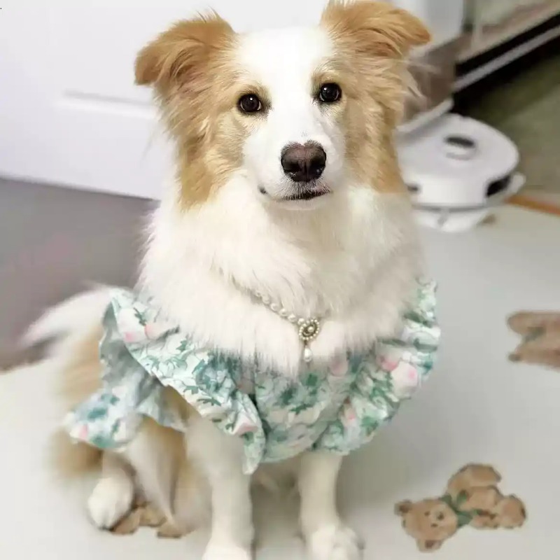 Ropa para Mascotas, Primavera  - Summer Dog Clothing reseña y precio