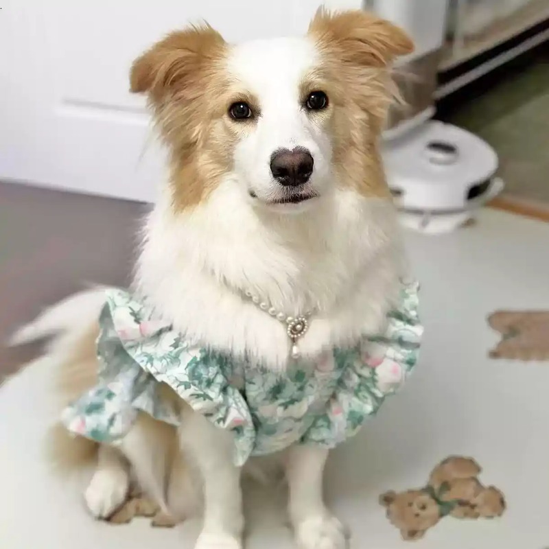 Ropa para Mascotas, Primavera  - Summer Dog Clothing reseña y precio