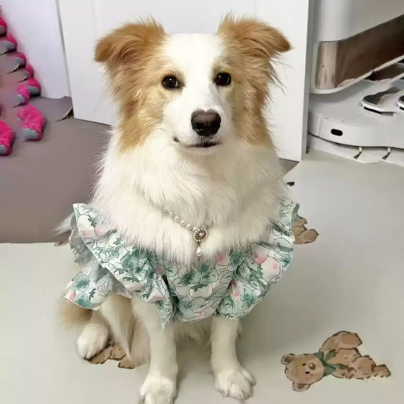 Ropa para Mascotas, Primavera  - Summer Dog Clothing reseña y precio